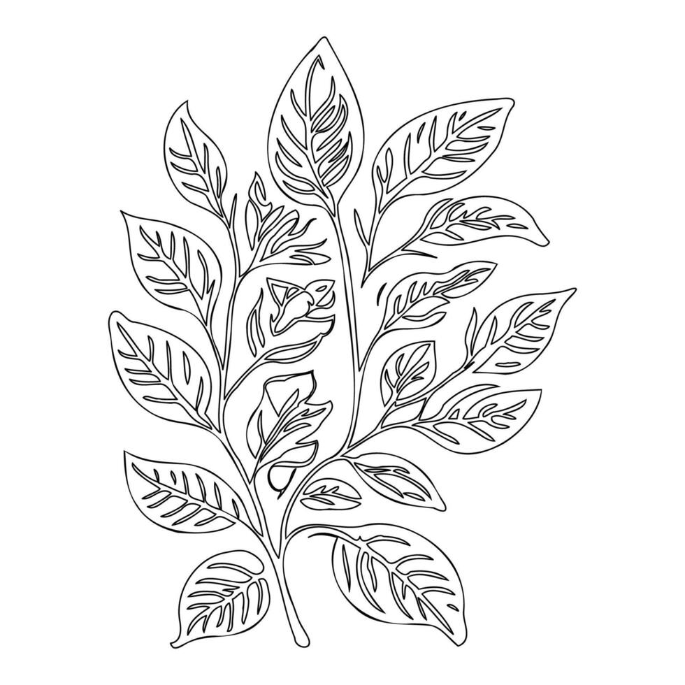 viburnum leaf floral outline illustration sketch vector