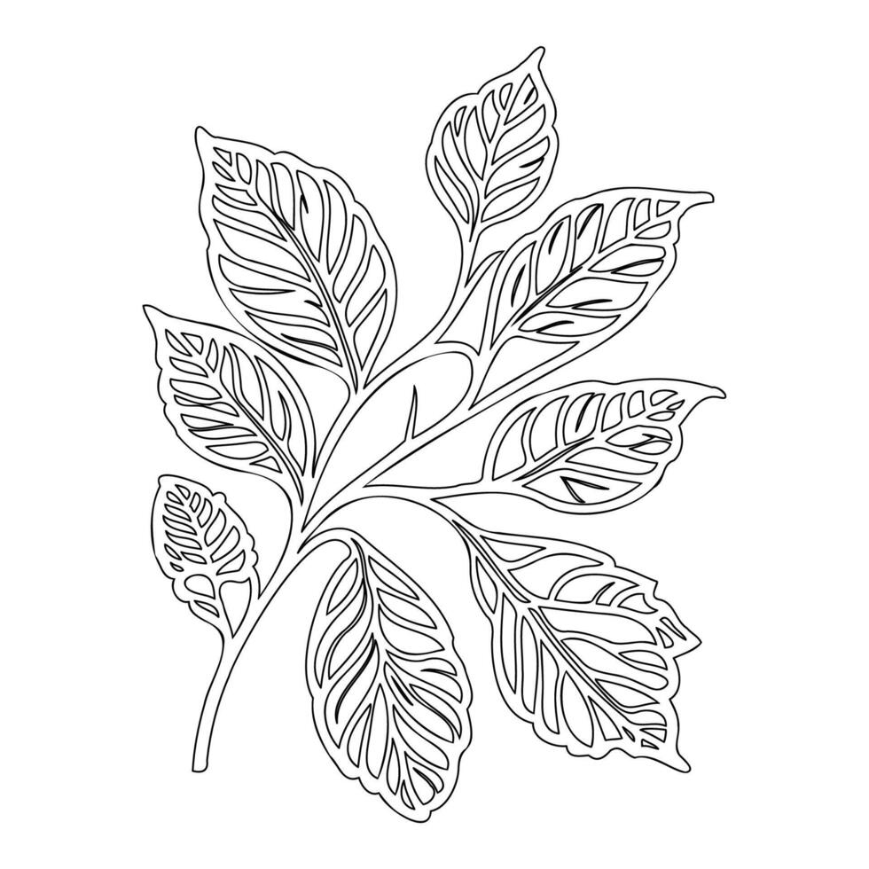 viburnum leaf floral outline illustration sketch vector