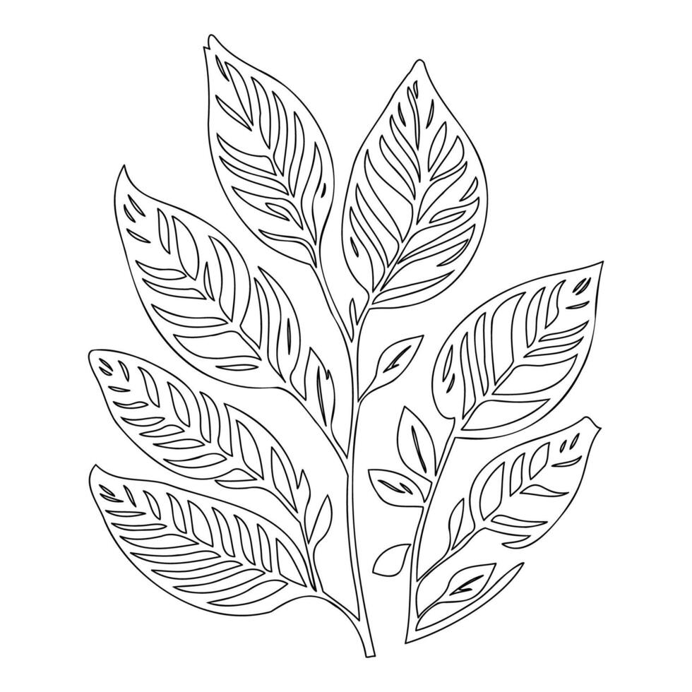 rowan leaf floral outline illustration sketch vector