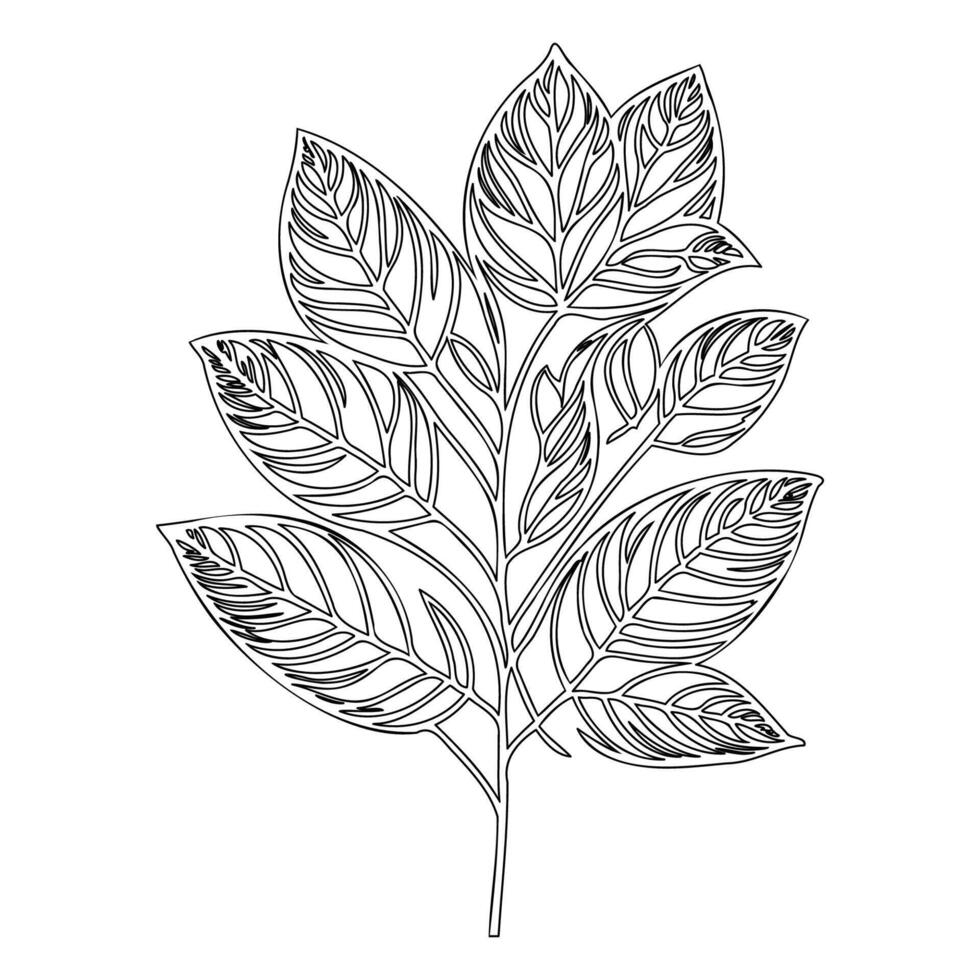 viburnum leaf floral outline illustration sketch vector