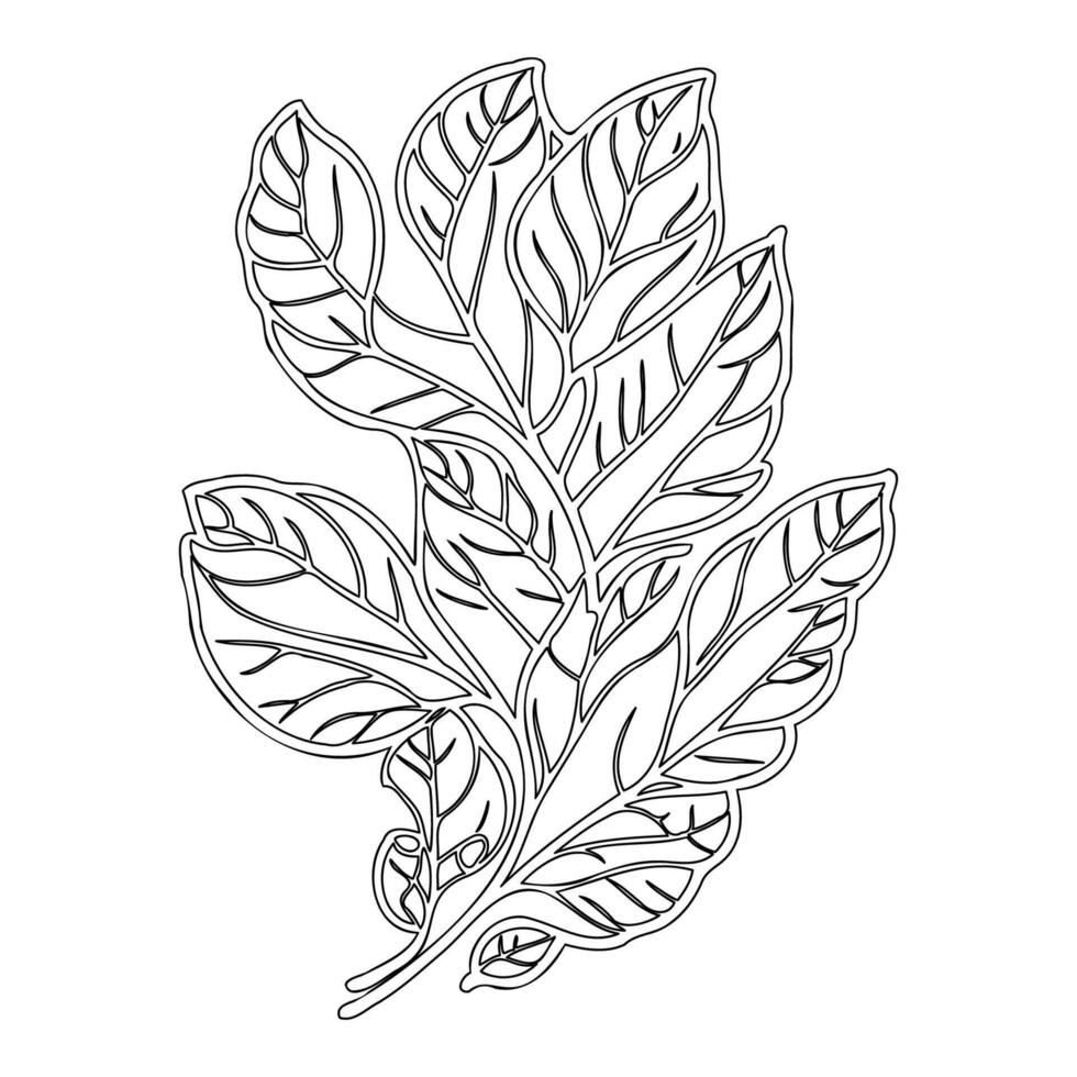 viburnum leaf floral outline illustration sketch vector