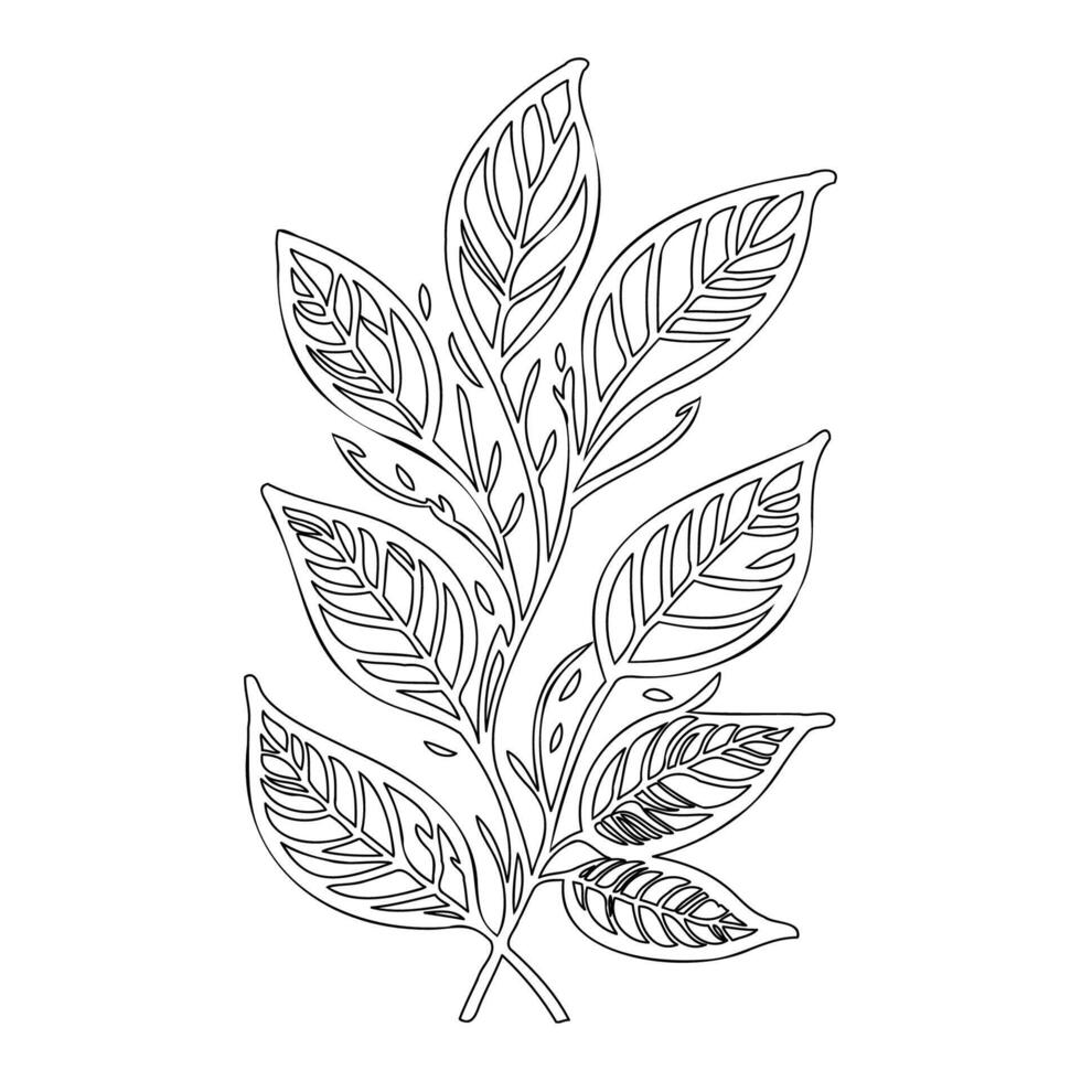 rowan leaf floral outline illustration sketch vector
