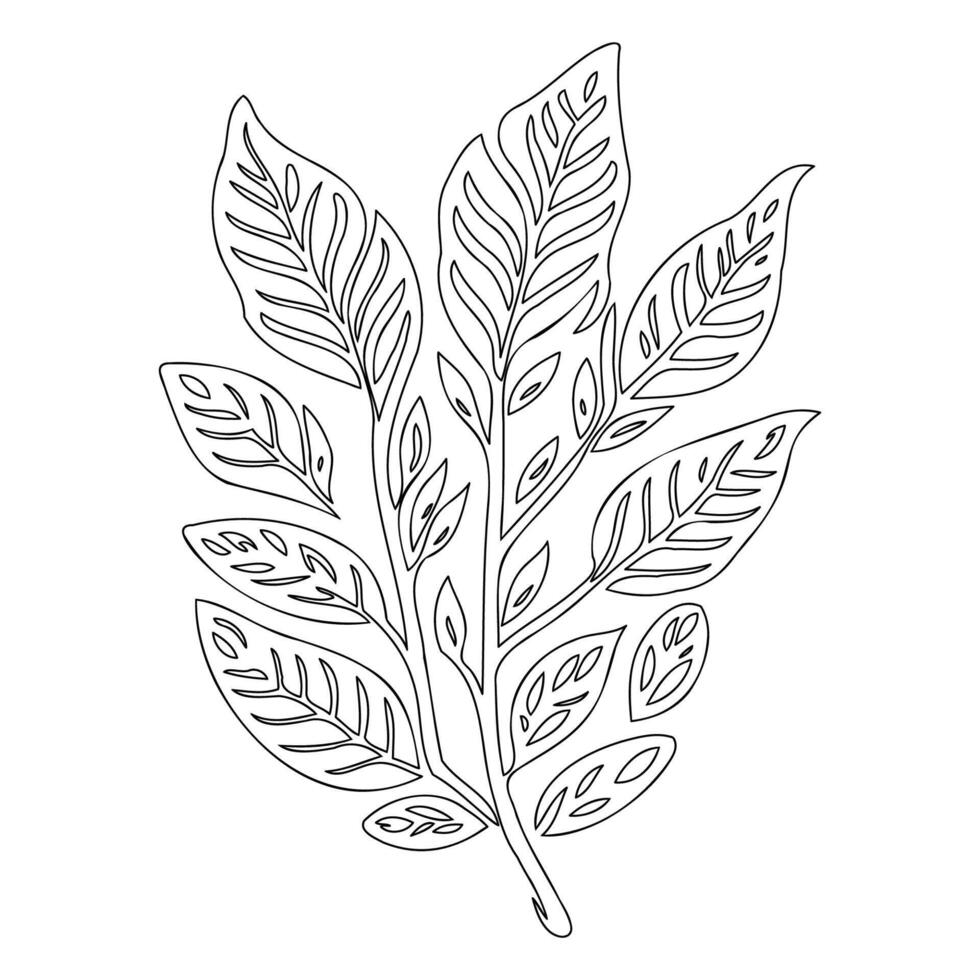 rowan leaf floral outline illustration sketch vector