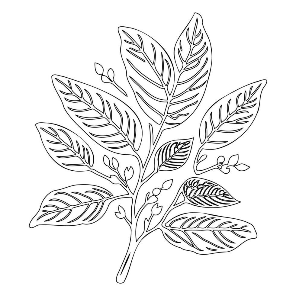 viburnum leaf floral outline illustration sketch vector
