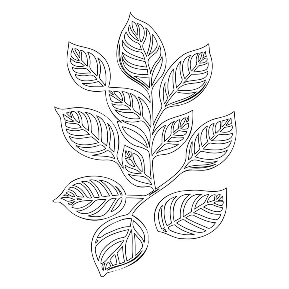 viburnum leaf floral outline illustration sketch vector
