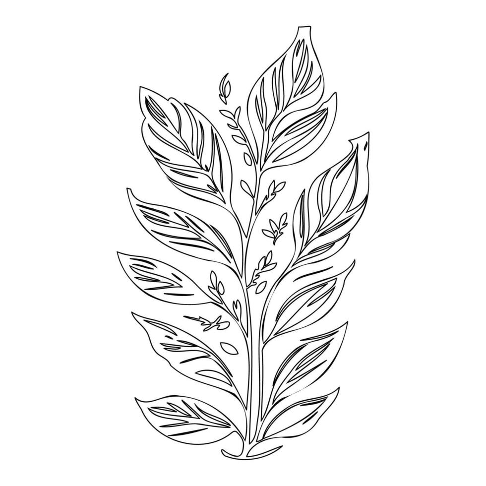 rowan leaf floral outline illustration sketch vector