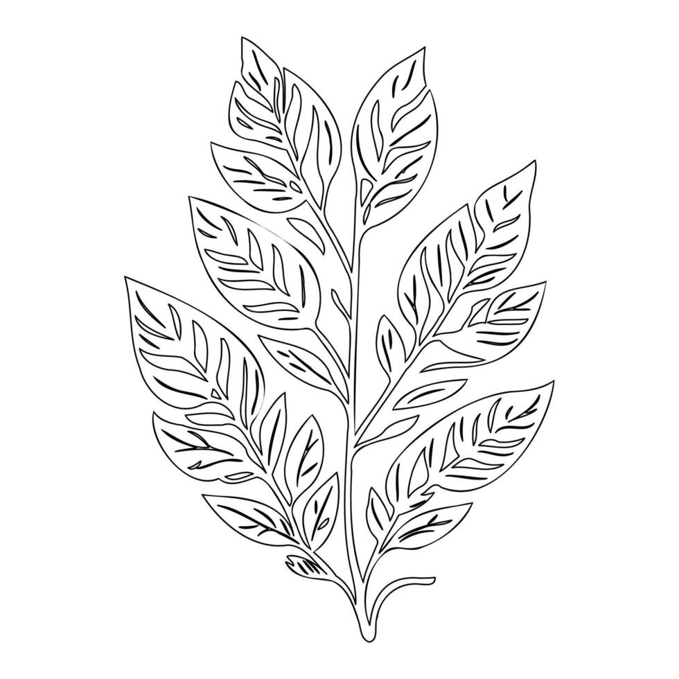 rowan leaf floral outline illustration sketch vector