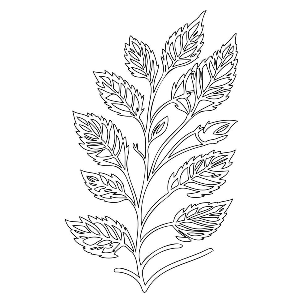 rowan leaf floral outline illustration sketch vector