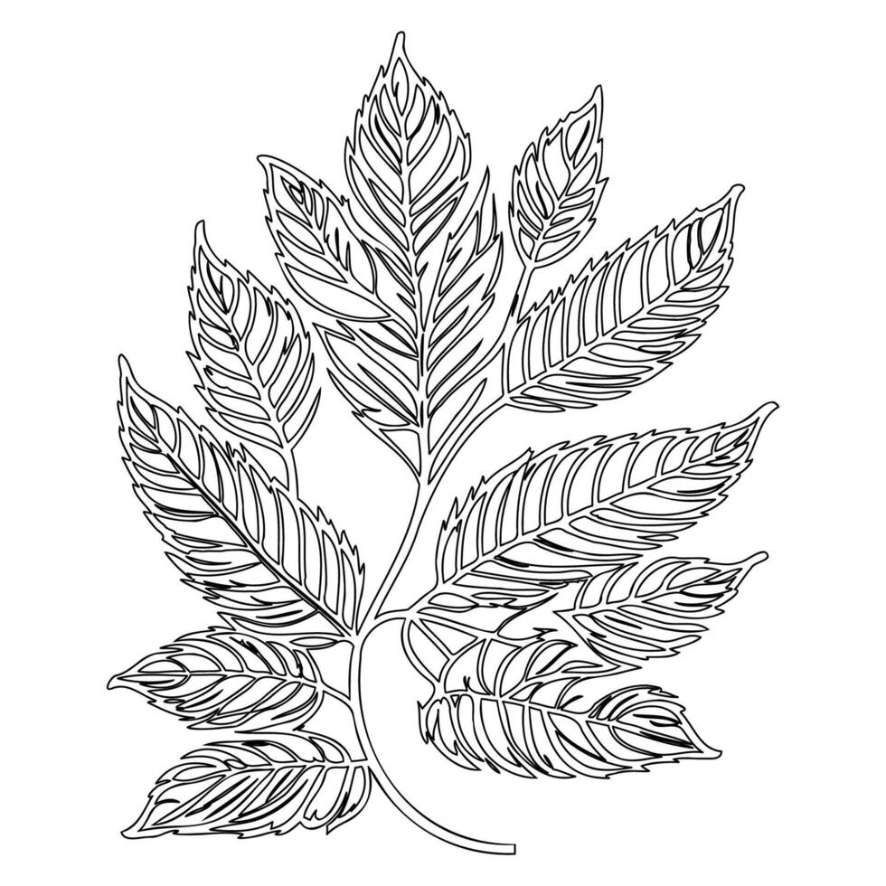 chestnut leaf floral outline illustration sketch vector