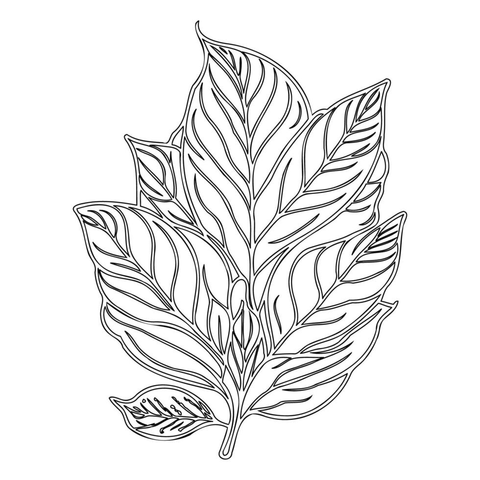 chestnut leaf floral outline illustration sketch vector