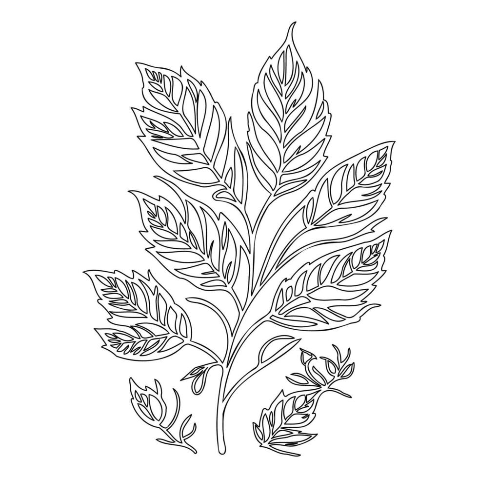 chestnut leaf floral outline illustration sketch vector