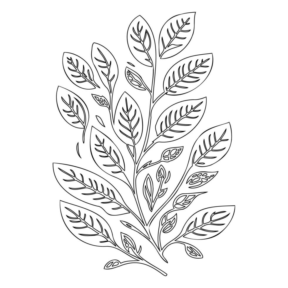 viburnum leaf floral outline illustration sketch vector