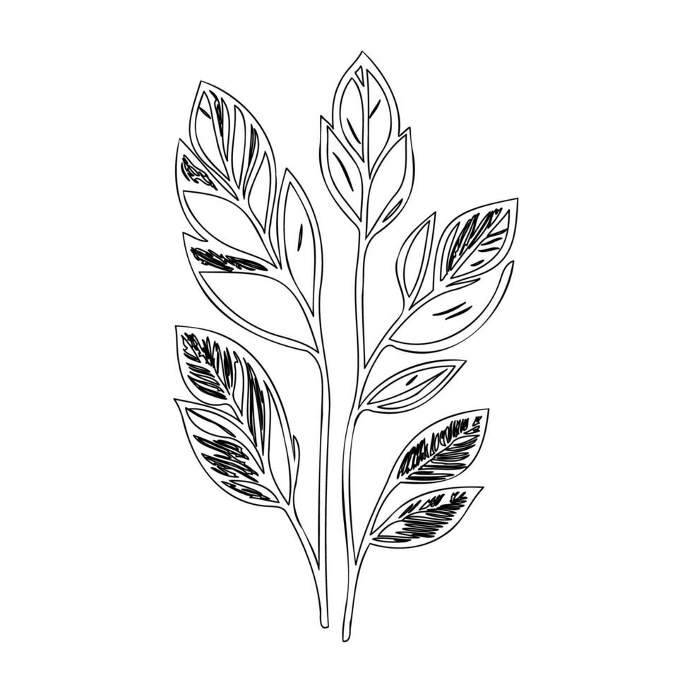parallel leaf floral outline illustration sketch vector