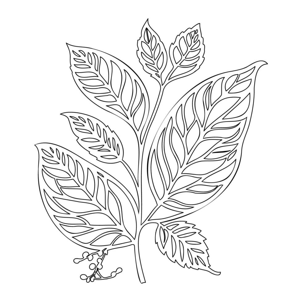 viburnum leaf floral outline illustration sketch vector