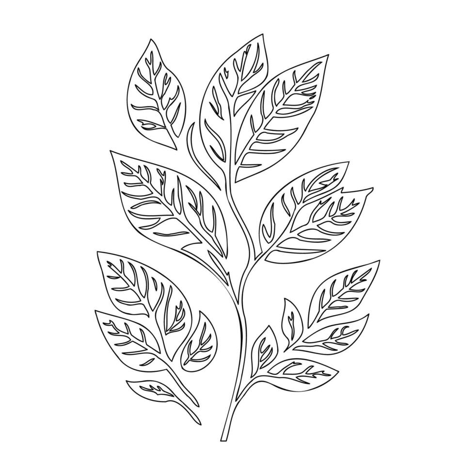 viburnum leaf floral outline illustration sketch vector