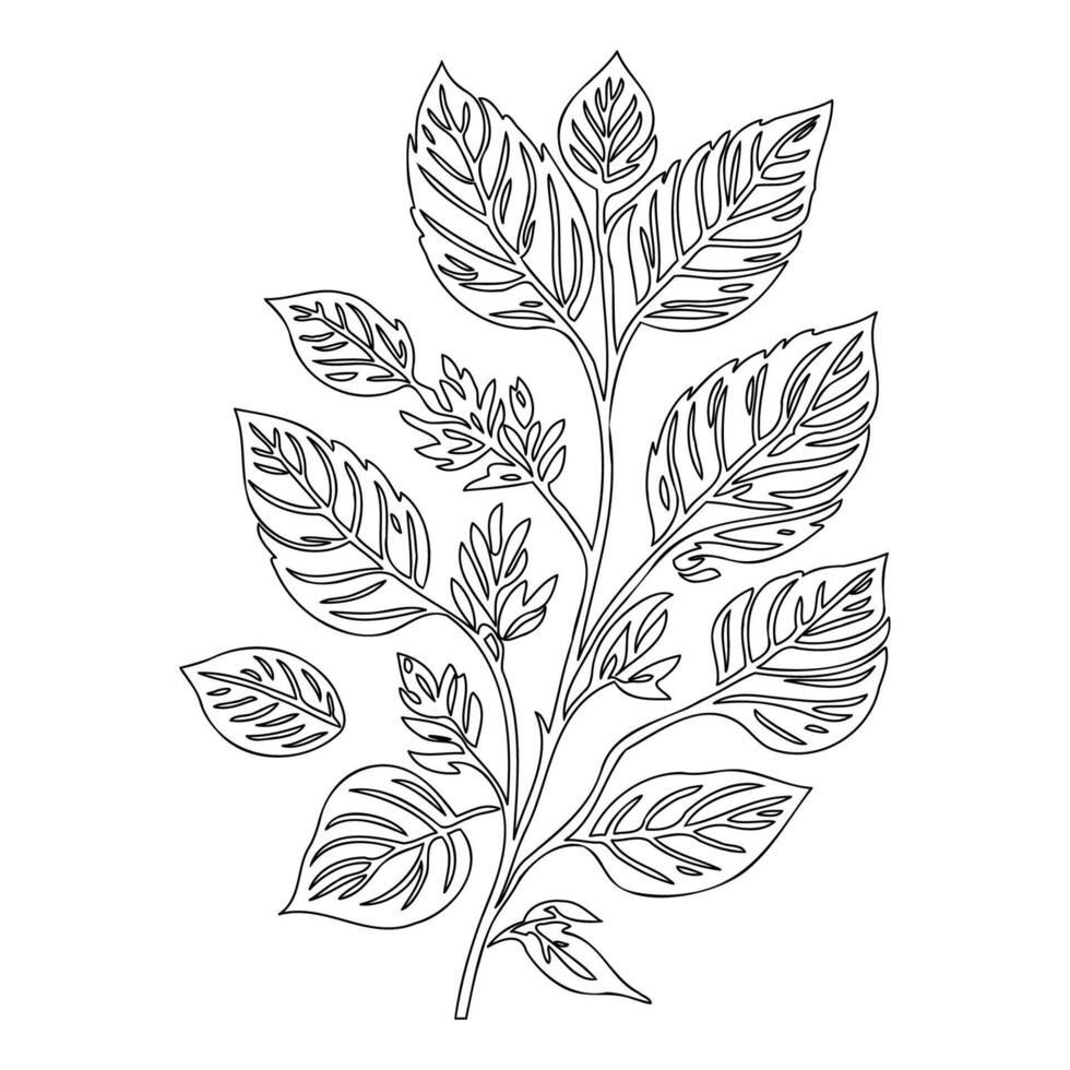 viburnum leaf floral outline illustration sketch vector