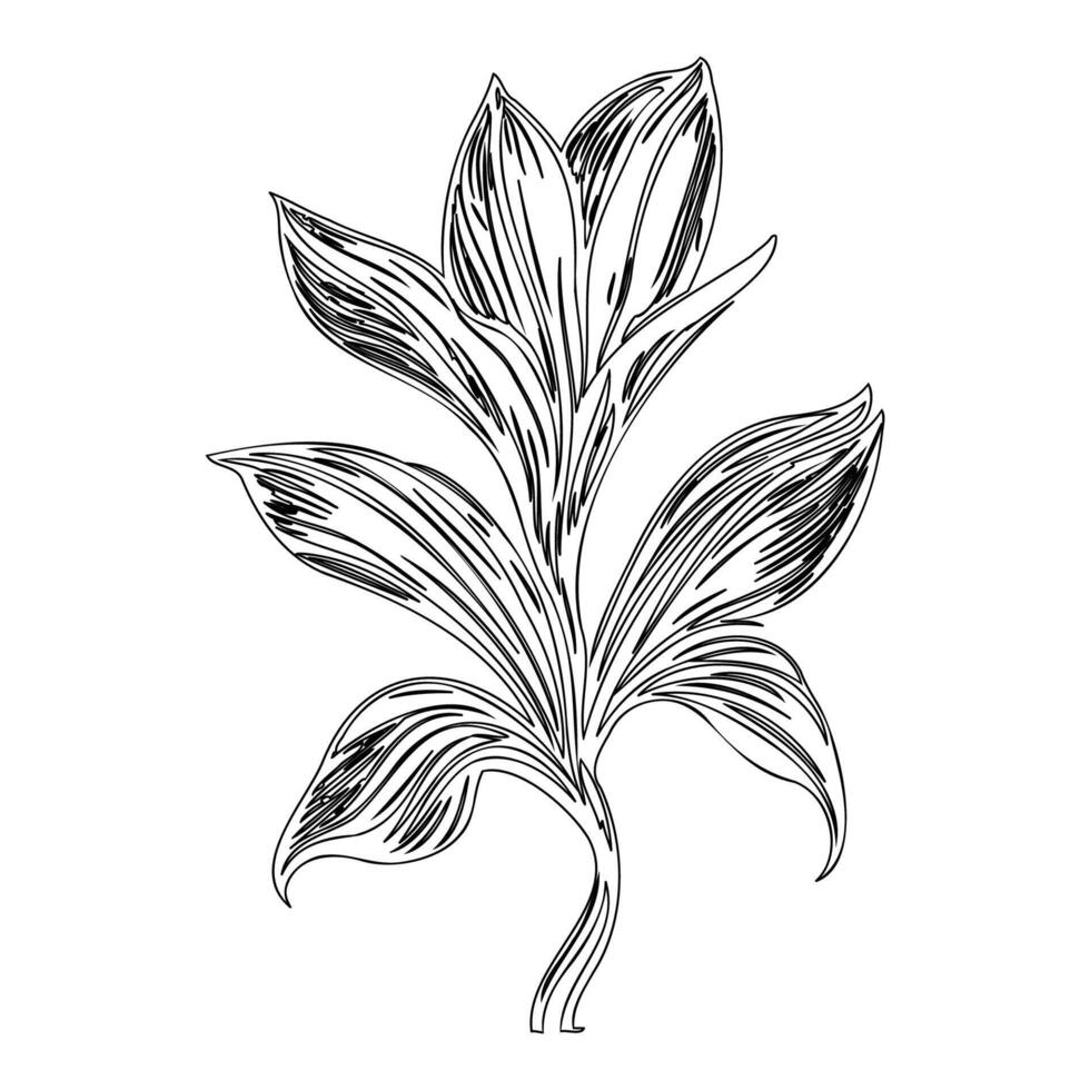 lily flower outline illustration sketch vector
