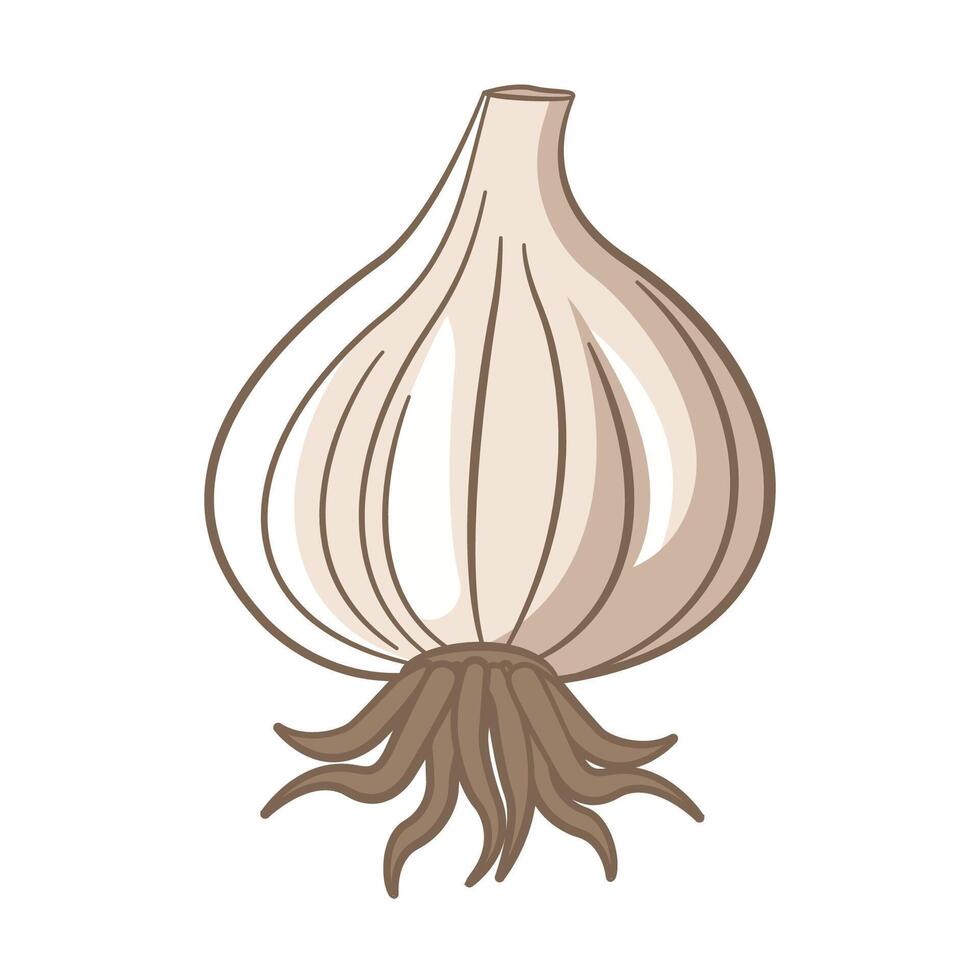Whole Raw Garlic Spice Food Vegetable with Root vector