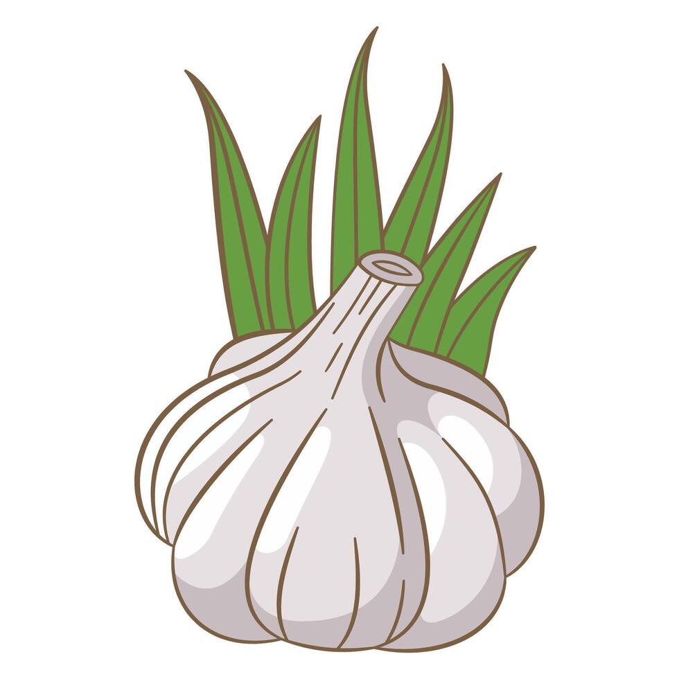 Whole White Garlic Spice Food Vegetable with Green Leaves vector
