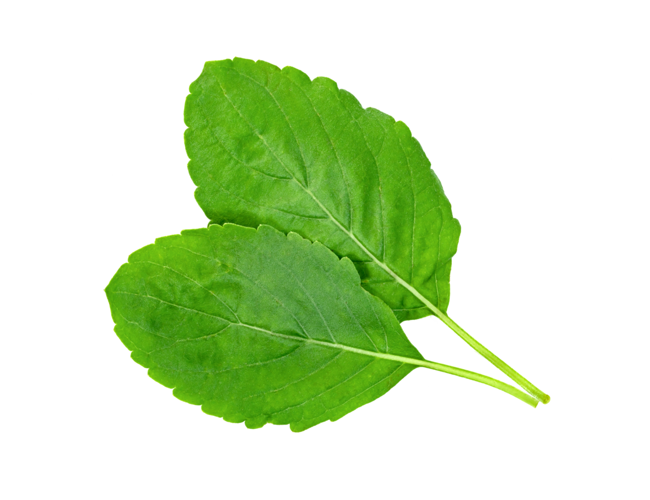 Holy Basil leaf or thai basil or Ocimum sanctum isolated png