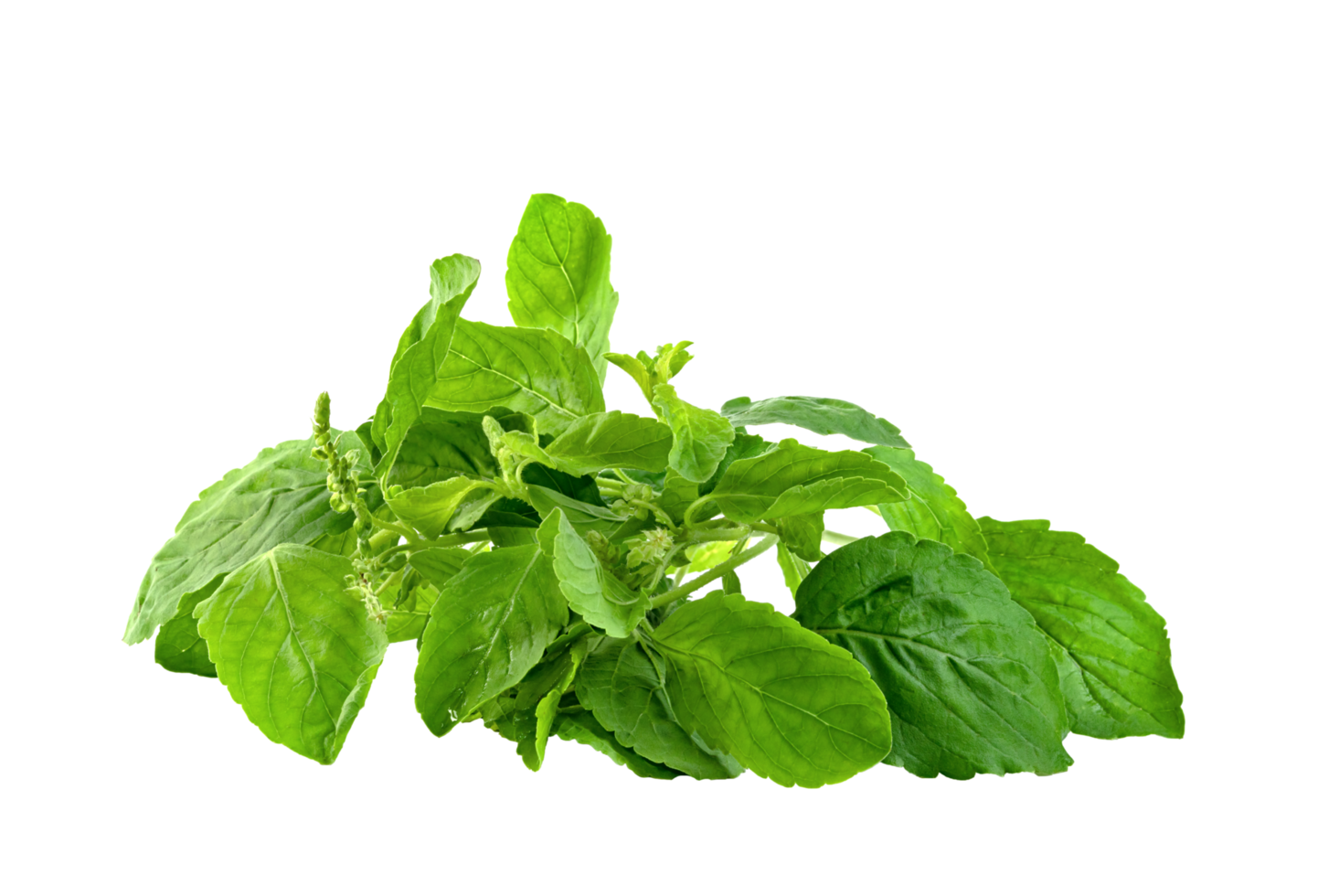 Holy Basil leaf or thai basil or Ocimum sanctum isolated png