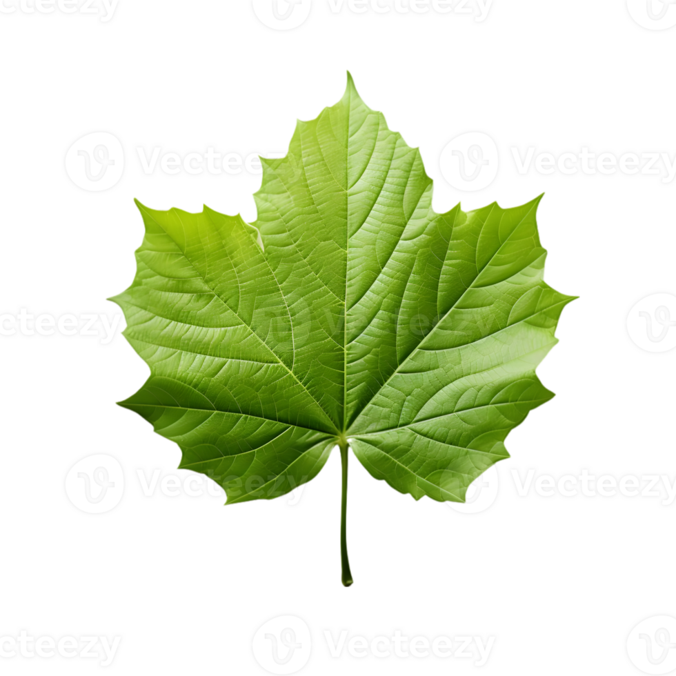 Leaf on transparent background png