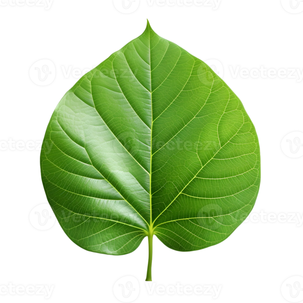 Leaf on transparent background 47390360 PNG