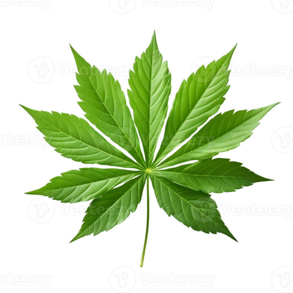 Leaf on transparent background png