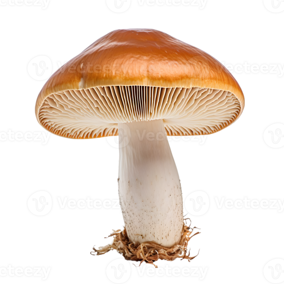 Mushroom on transparent background png
