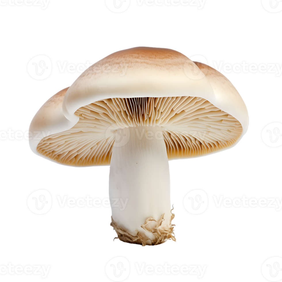 Mushroom on transparent background png