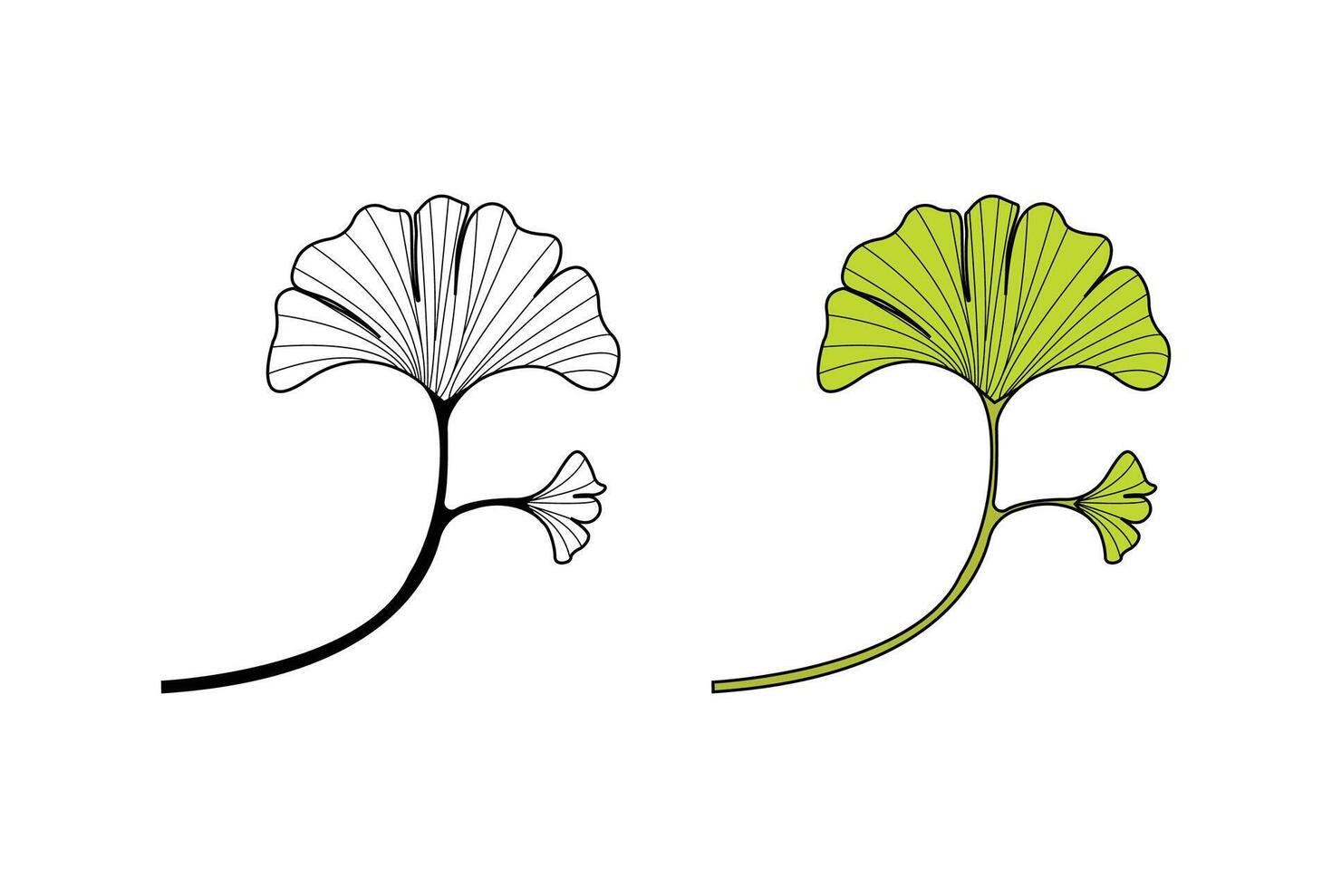 Hand-drawn ginkgo biloba leaves outline isolated on white background. vector