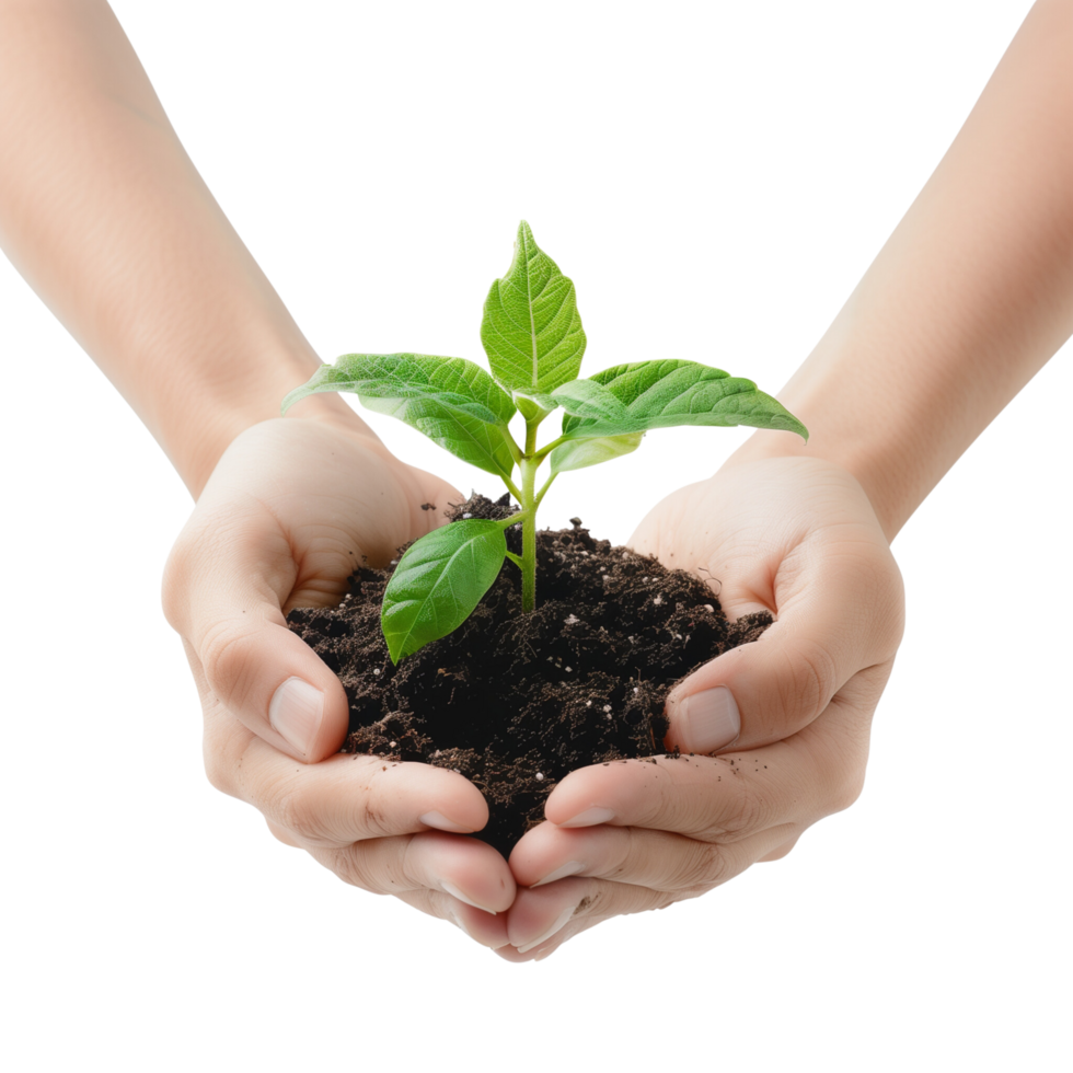 Hands cupping a delicate green seedling with soil, isolated on a transparent background png