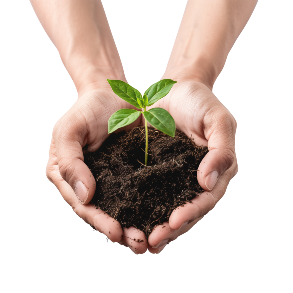 Hands cupping a delicate green seedling with soil, isolated on a transparent background png