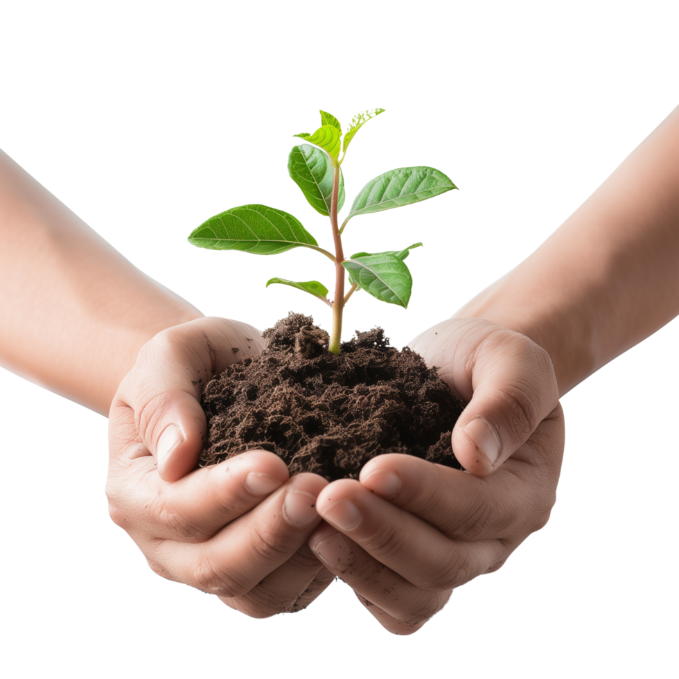 Hands cupping a delicate green seedling with soil, isolated on a transparent background png
