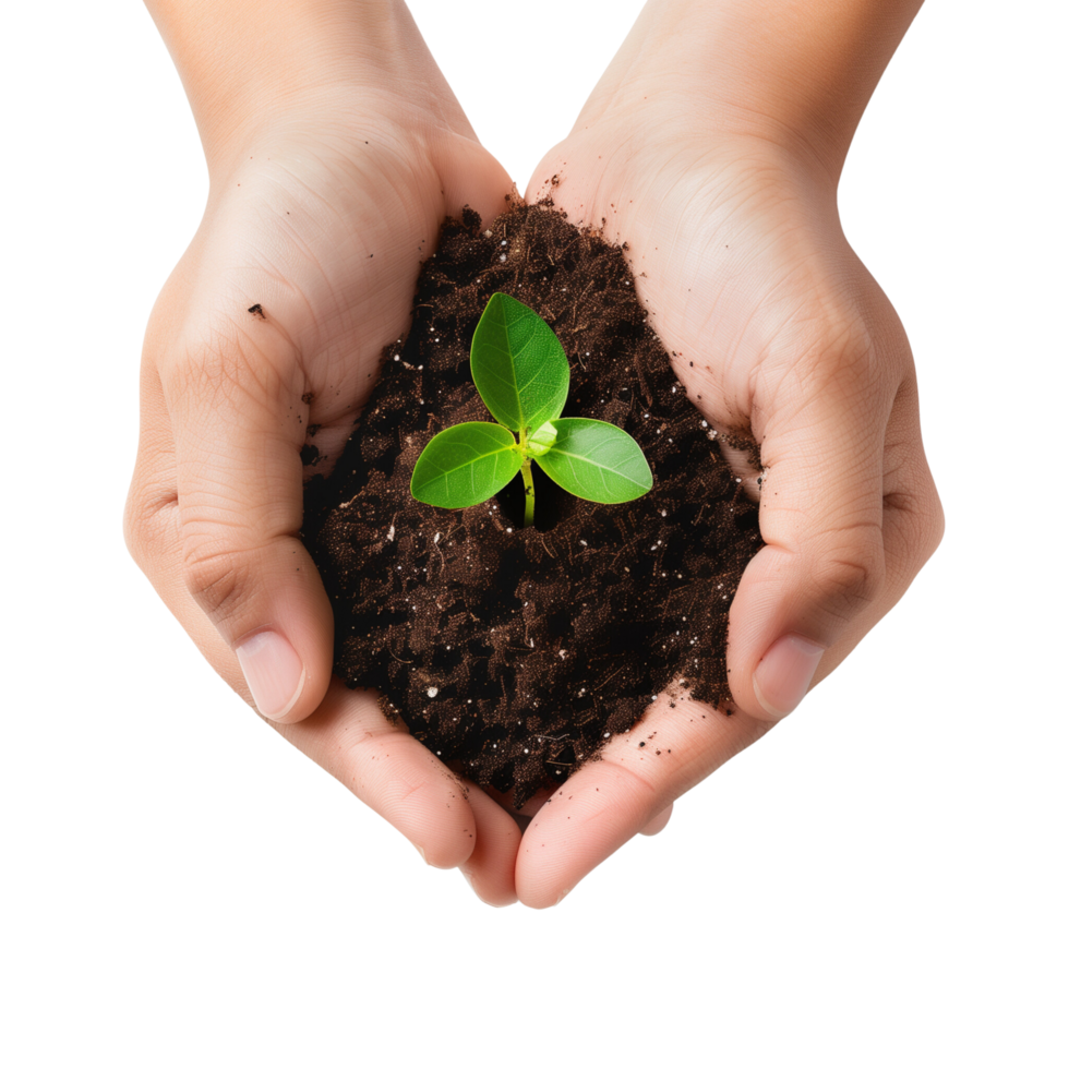 Hands cupping a delicate green seedling with soil, isolated on a transparent background png