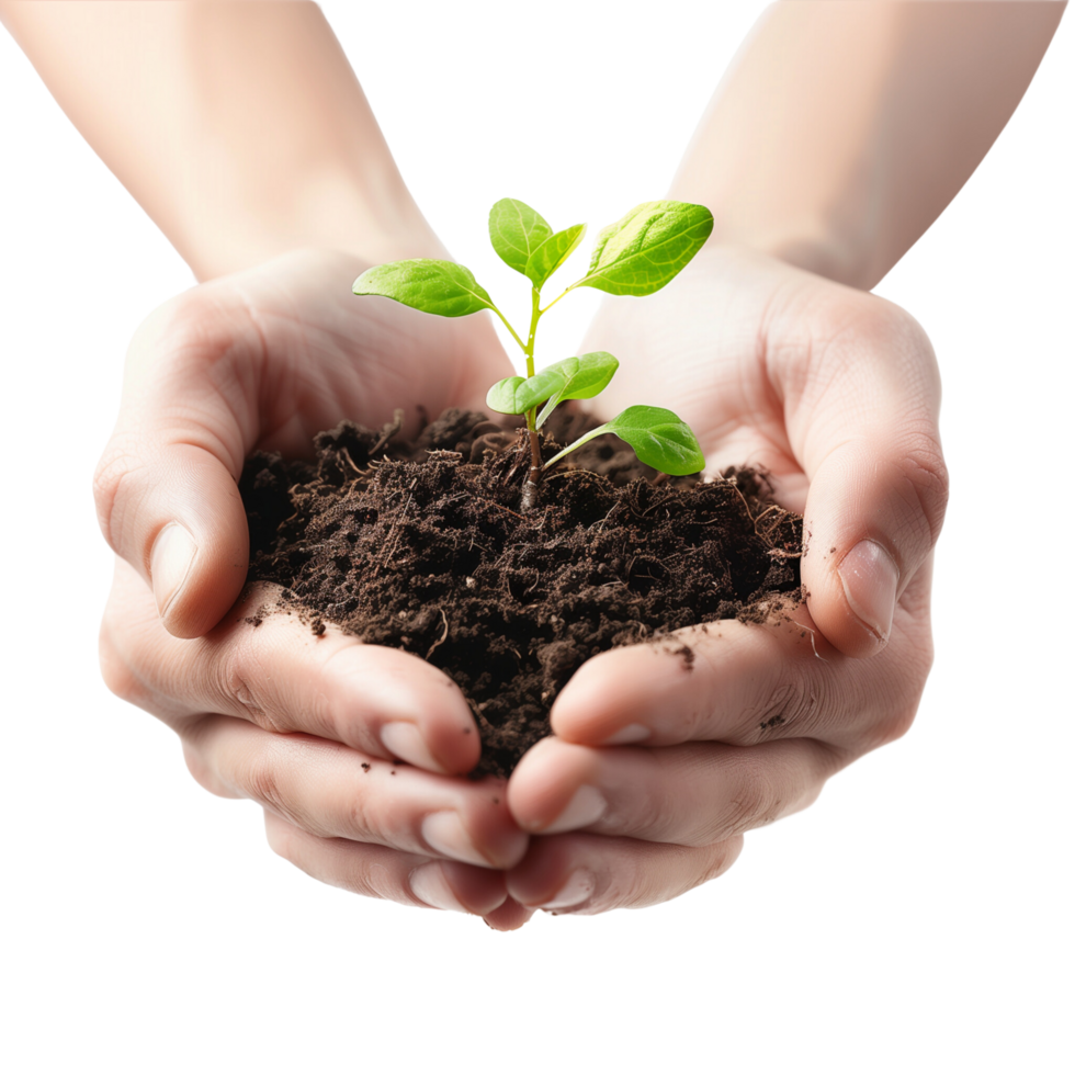 Hands cupping a delicate green seedling with soil, isolated on a transparent background png