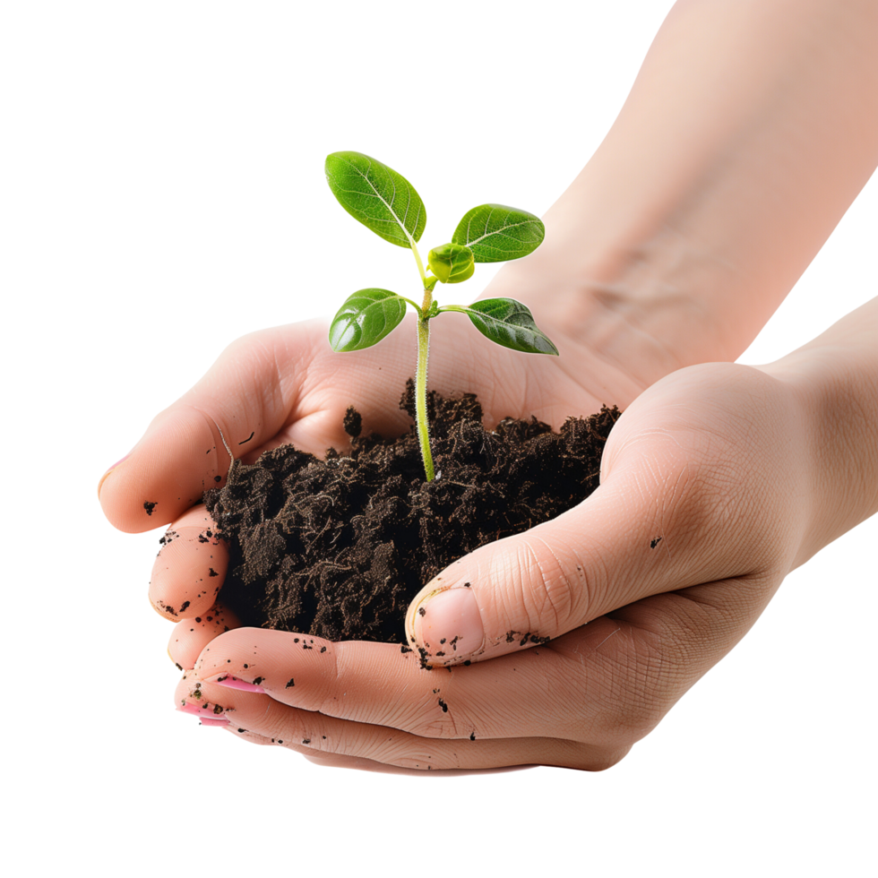 Hands cupping a delicate green seedling with soil, isolated on a transparent background png