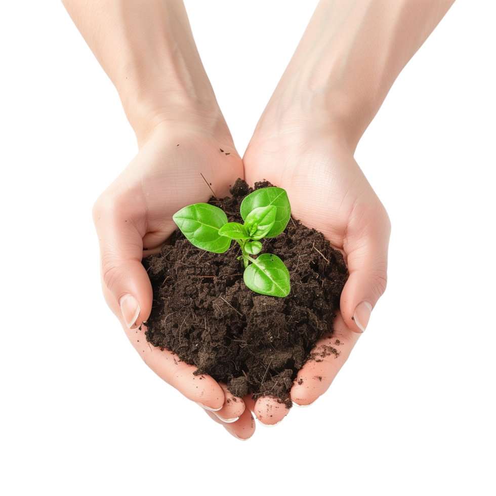 Hands cupping a delicate green seedling with soil, isolated on a transparent background png