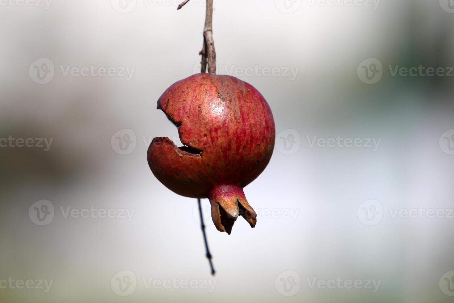 Old and overripe pomegranates hang on tree branches. photo