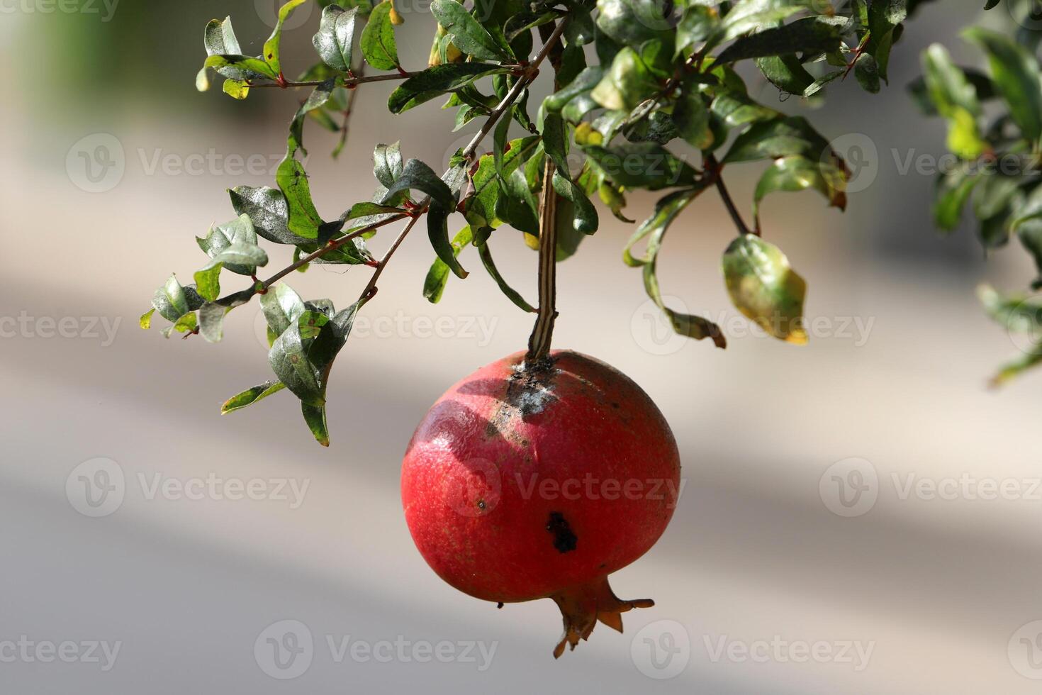 Old and overripe pomegranates hang on tree branches. photo