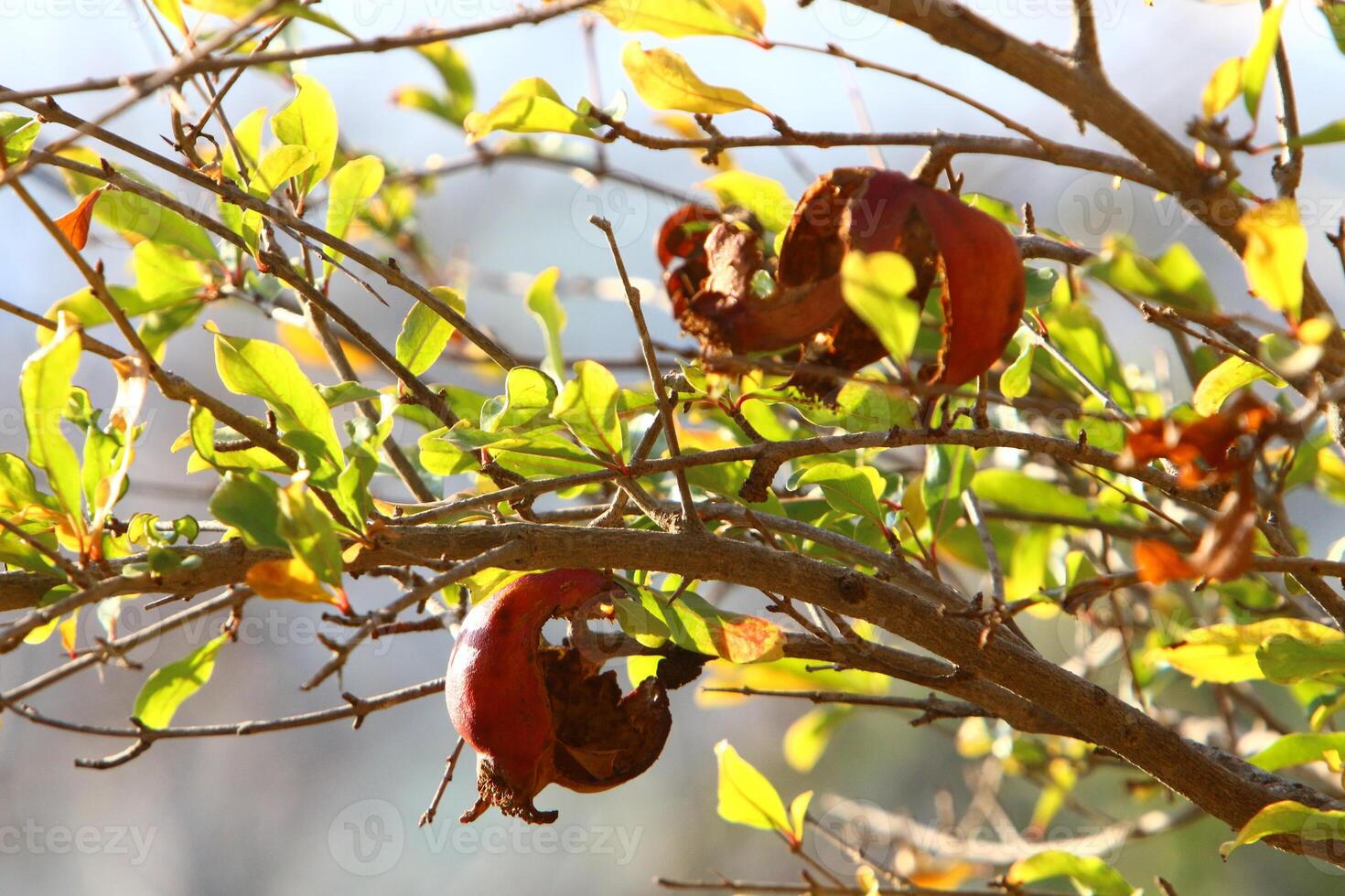 Old and overripe pomegranates hang on tree branches. photo