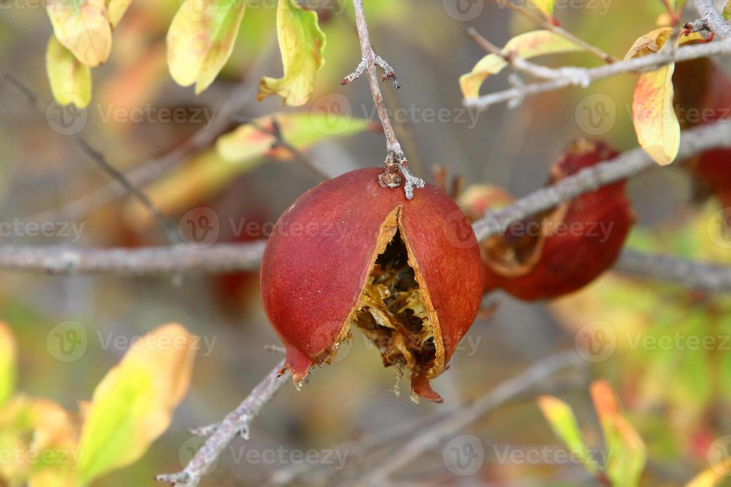 Old and overripe pomegranates hang on tree branches. photo