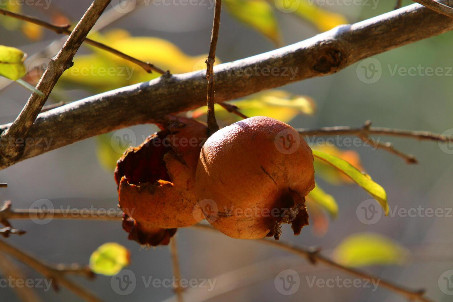 Old and overripe pomegranates hang on tree branches. photo