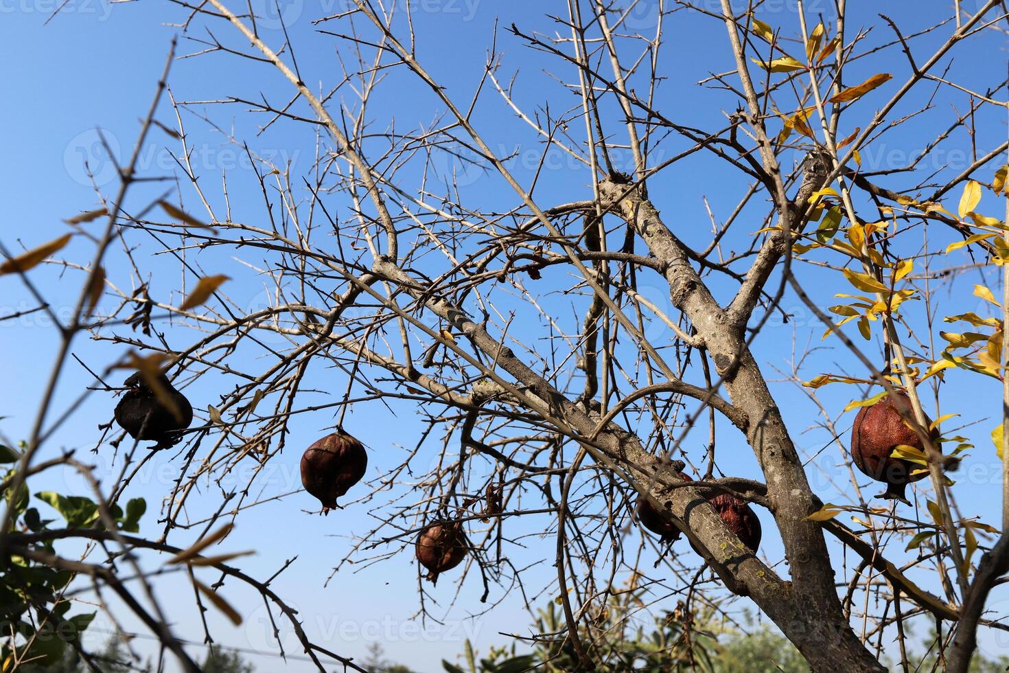 Old and overripe pomegranates hang on tree branches. photo