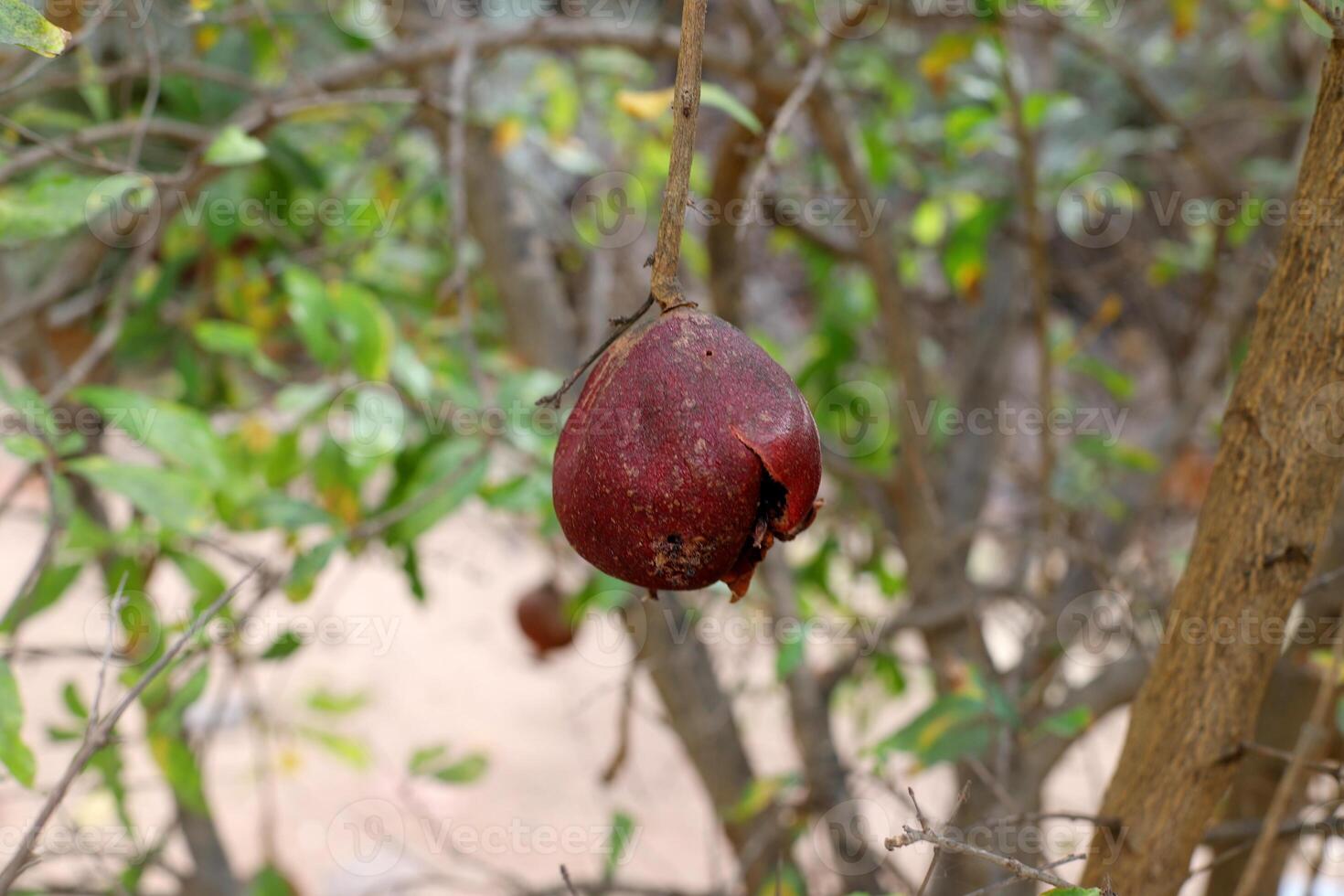 Old and overripe pomegranates hang on tree branches. photo