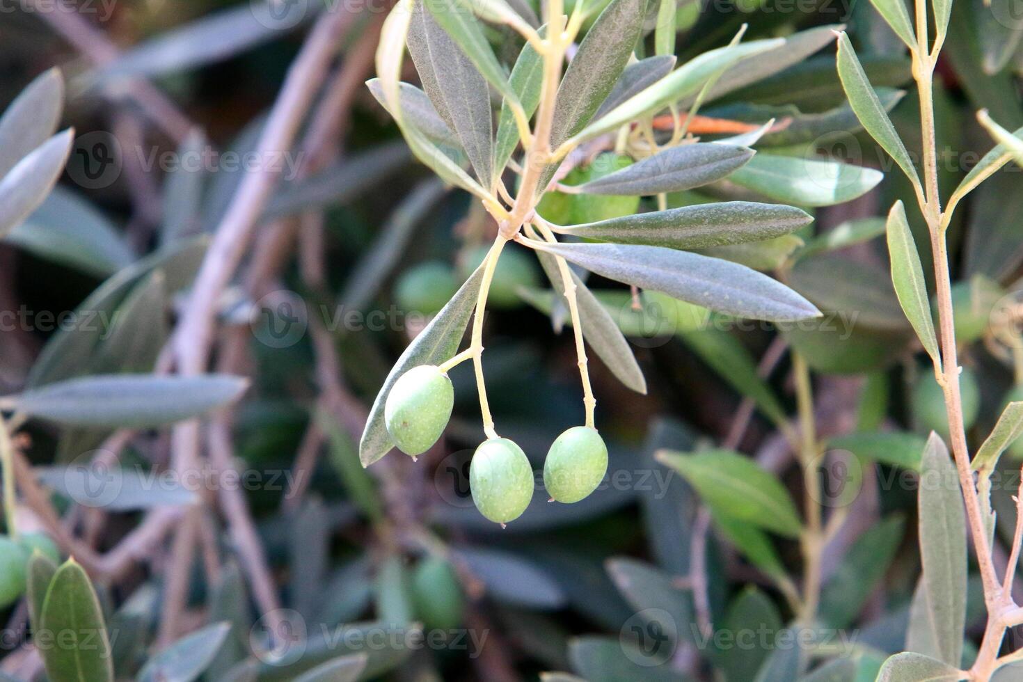 Olives ripened on trees in a city park. photo