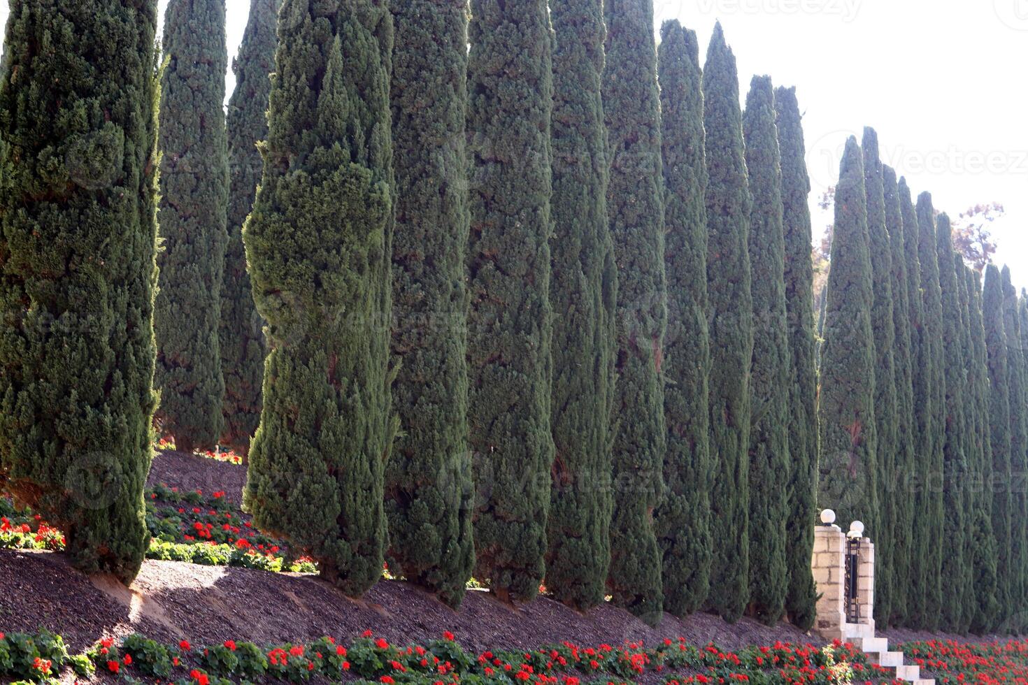 Tall cypress trees in a city park in Israel. photo
