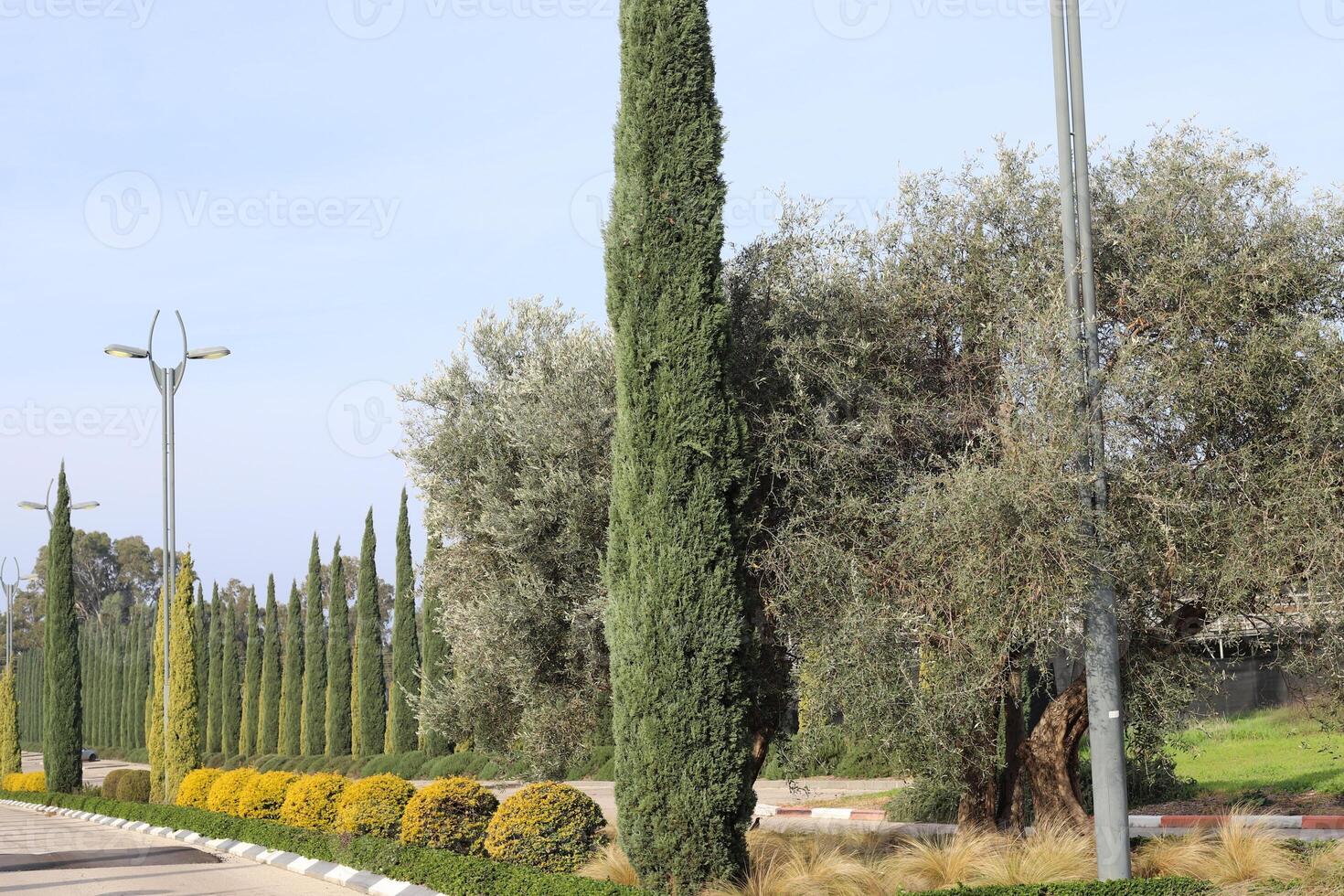 Tall cypress trees in a city park in Israel. photo