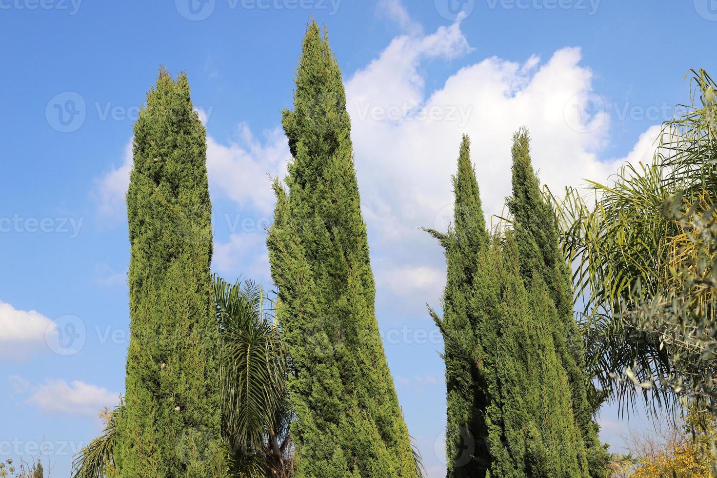 Tall cypress trees in a city park in Israel. photo