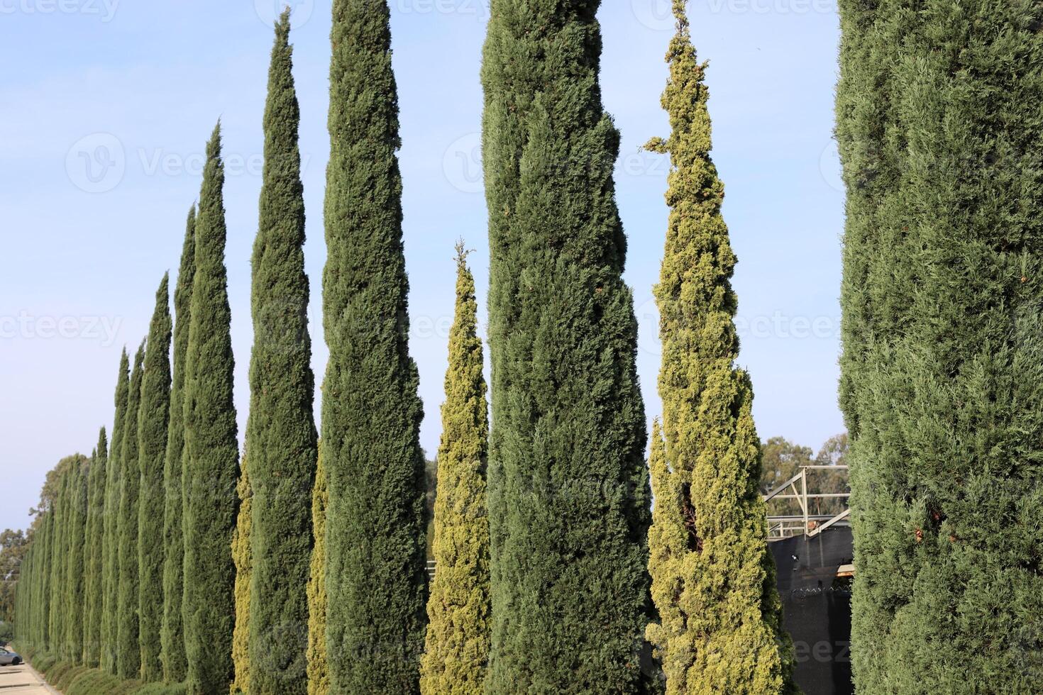 Tall cypress trees in a city park in Israel. photo